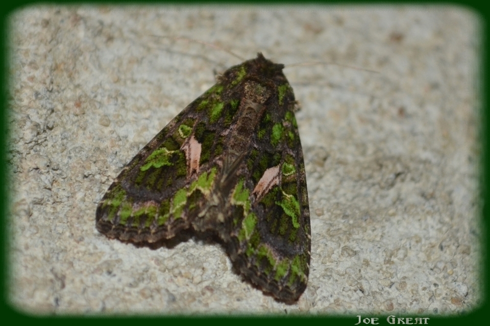 Trachea atriplicis - nyári zöldbagoly
