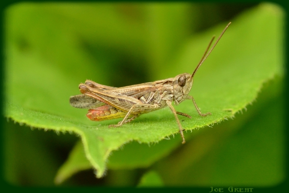 Chorthippus (Glyptobothrus) (subgenus)