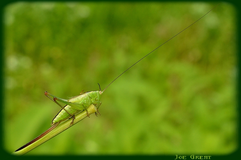 Conocephalus fuscus - kis kúpfejűszöcske