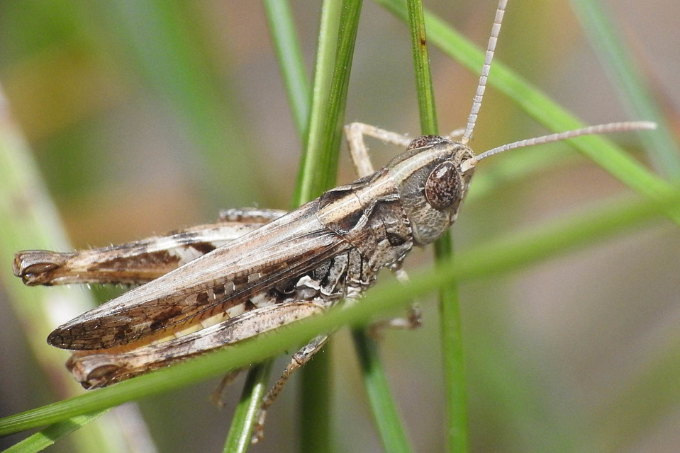 Omocestus petraeus - szőke tarlósáska