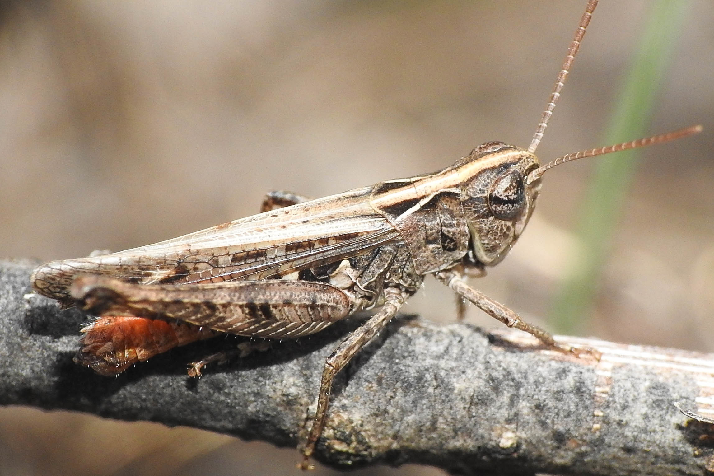 Omocestus haemorrhoidalis - barna tarlósáska