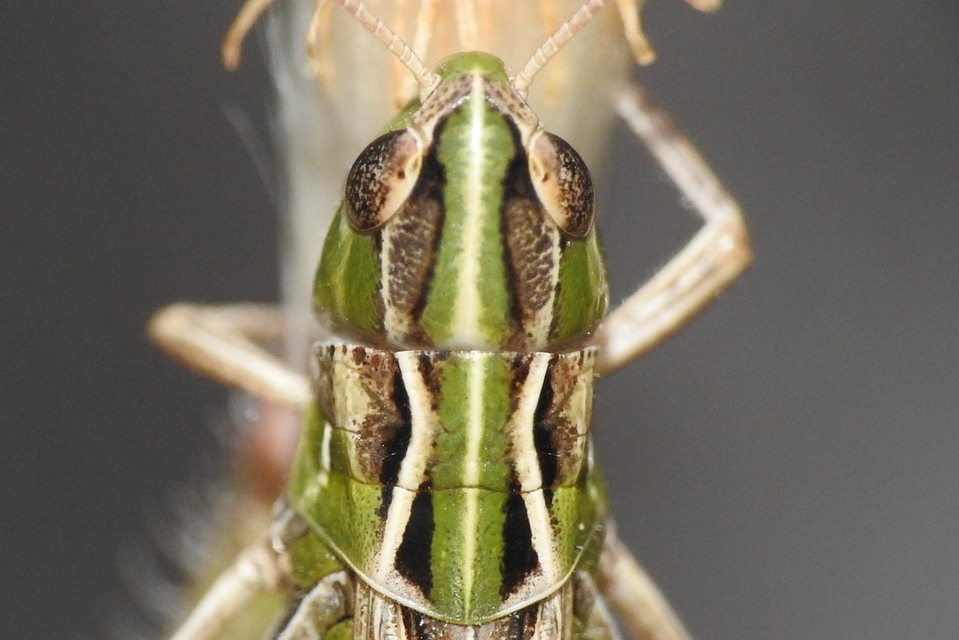 Stenobothrus nigromaculatus - sztyeppréti sáska