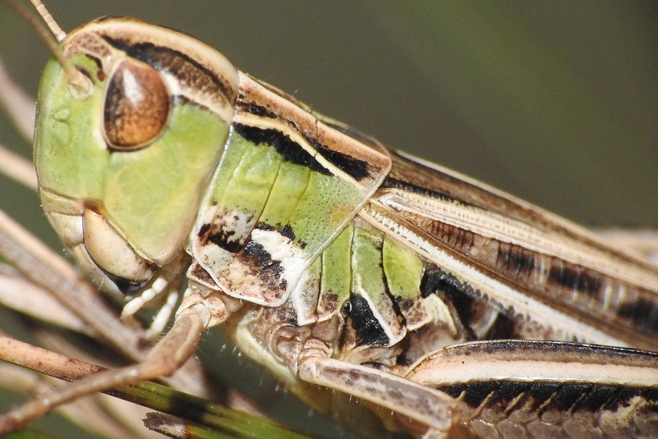 Stenobothrus nigromaculatus - sztyeppréti sáska