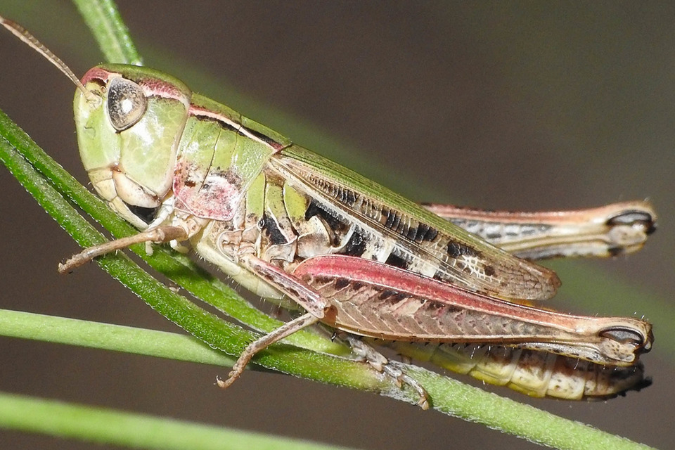 Stenobothrus nigromaculatus - sztyeppréti sáska