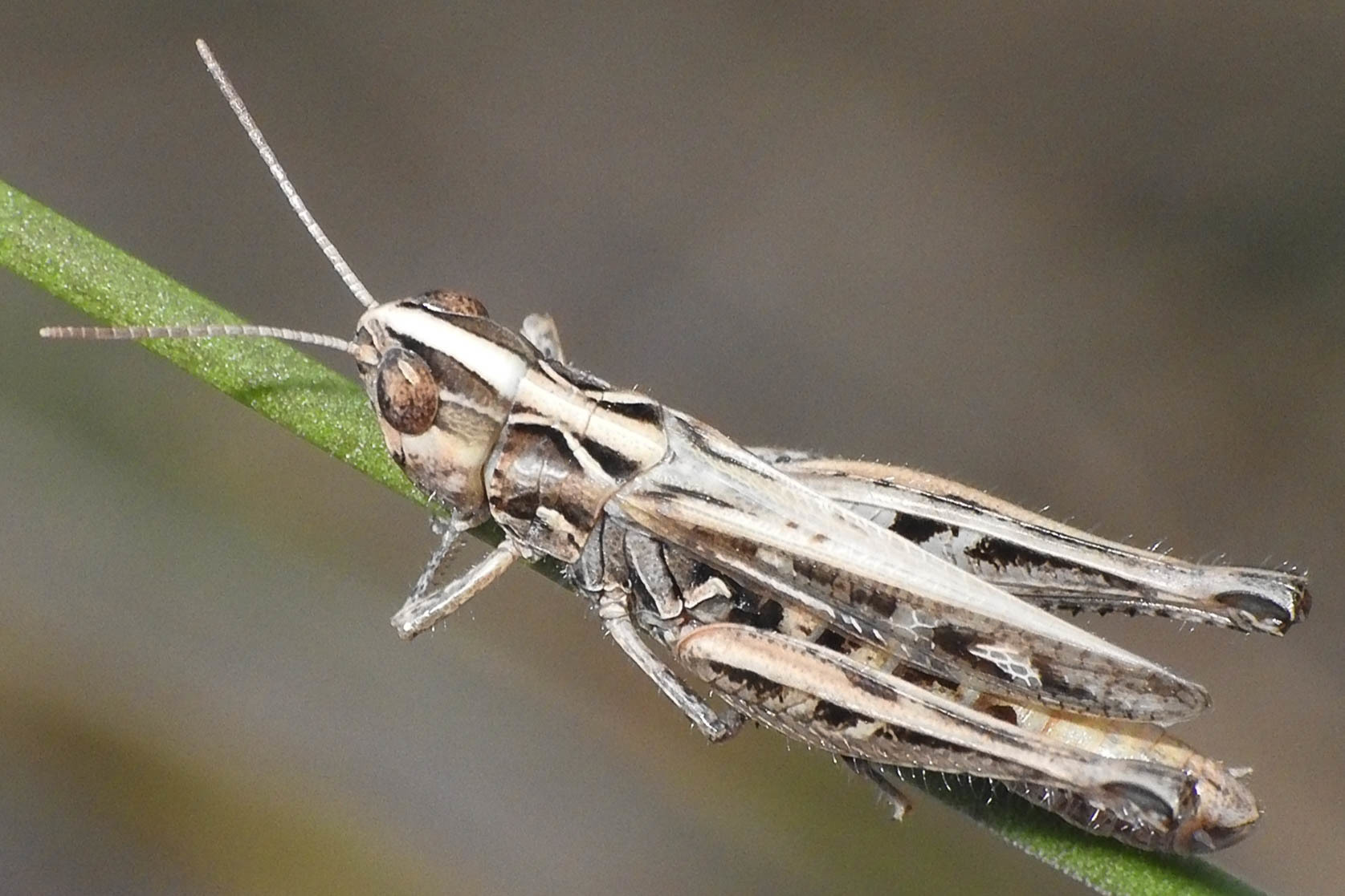 Omocestus petraeus - szőke tarlósáska