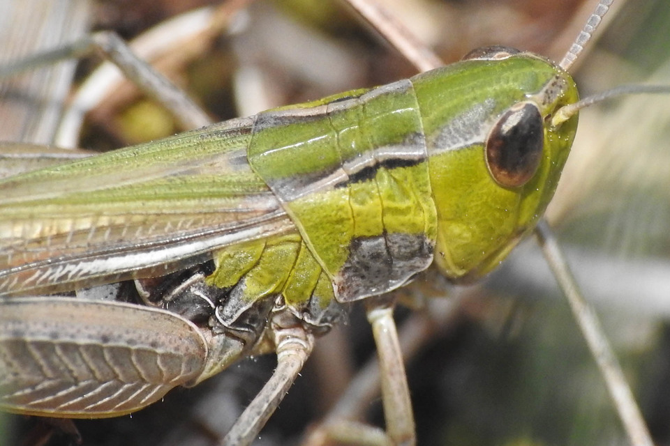 Stenobothrus fischeri - Fischer-rétisáska