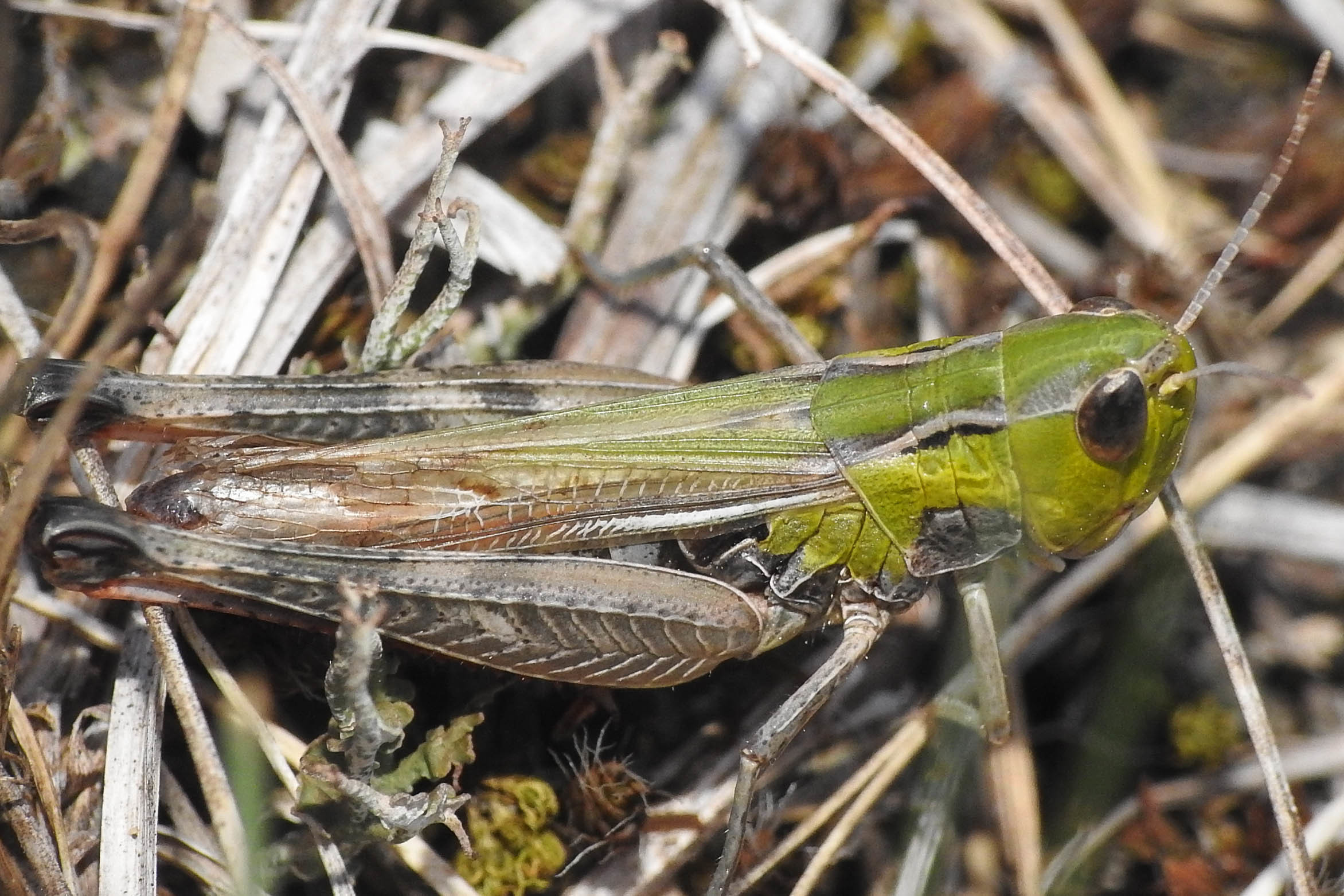 Stenobothrus fischeri - Fischer-rétisáska