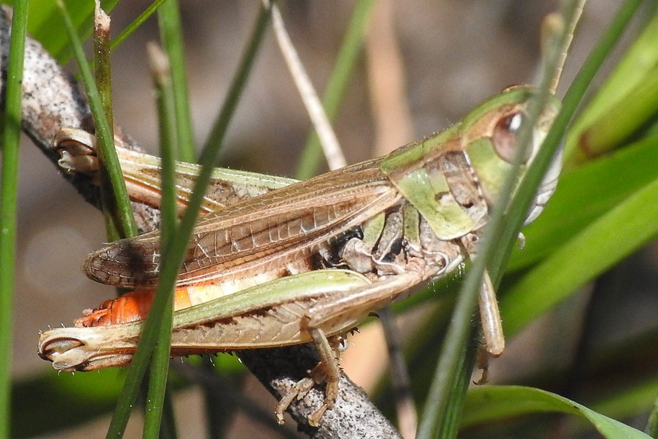 Stenobothrus nigromaculatus - sztyeppréti sáska