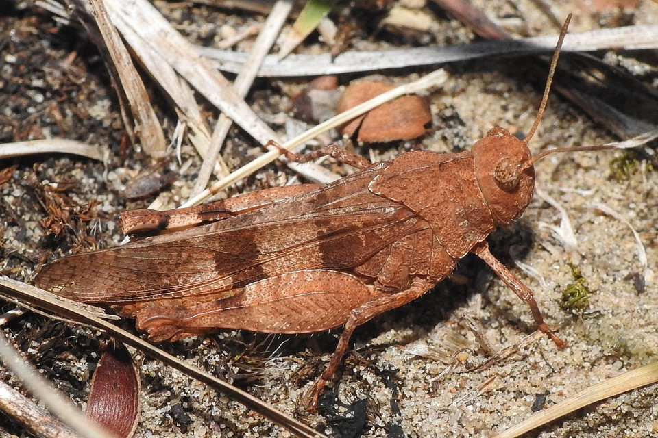 Oedipoda caerulescens - kékszárnyú sáska