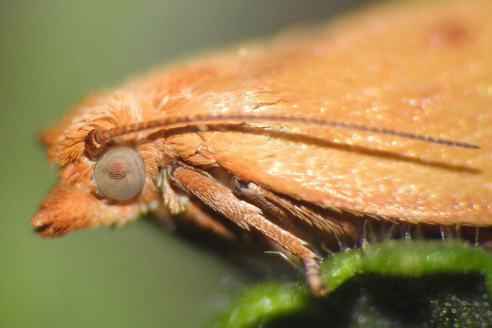 Clepsis pallidana - aranysárga sodrómoly