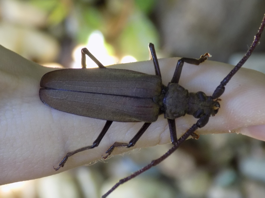 Aegosoma scabricorne - diófacincér