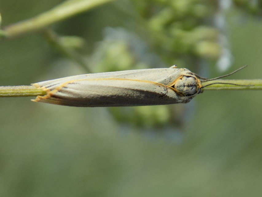 Spiris striata - csíkos molyszövő