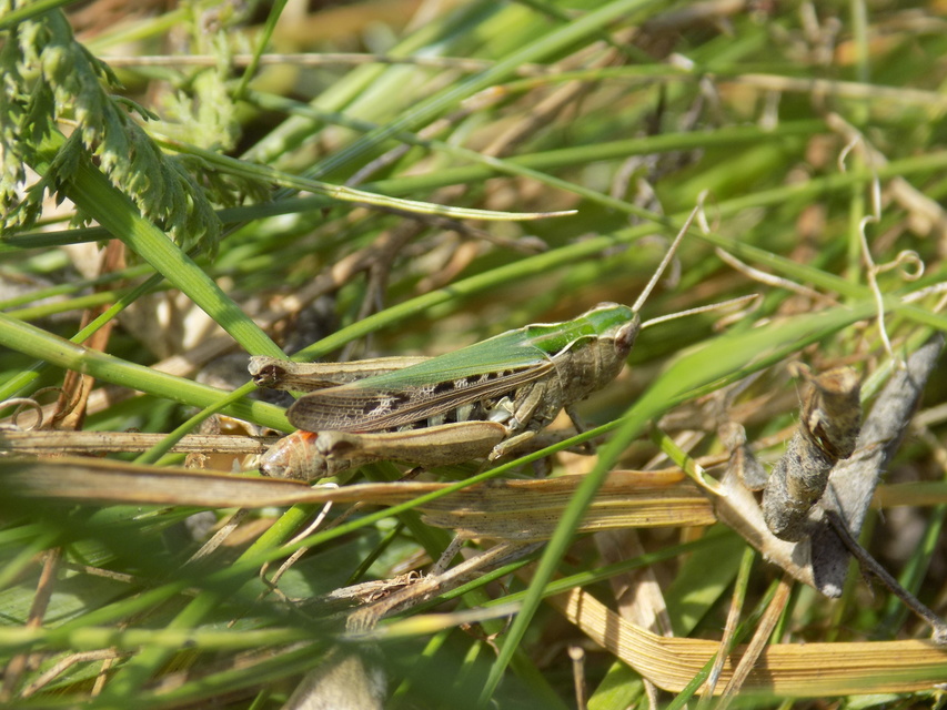 Omocestus rufipes - vöröshasú tarlósáska