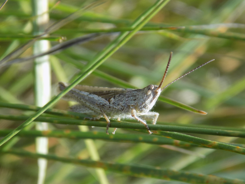 Chorthippus mollis - halk tarlósáska