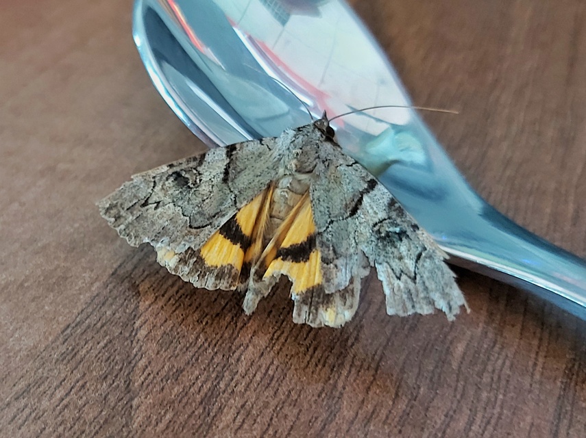 Catocala hymenaea - kökény-övesbagoly