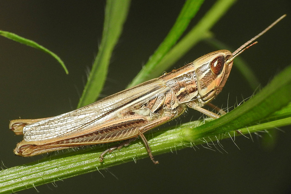 Euchorthippus pulvinatus - karcsú rétisáska