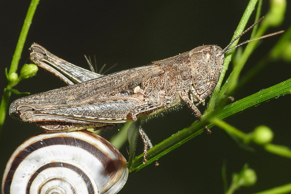 Chorthippus brunneus - közönséges tarlósáska
