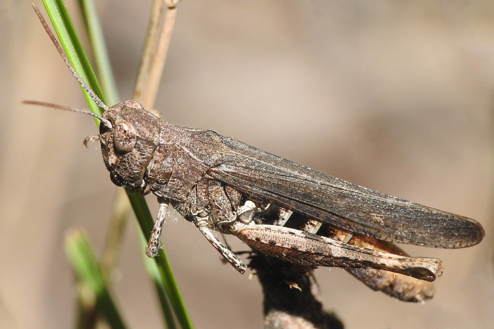 Chorthippus brunneus - közönséges tarlósáska