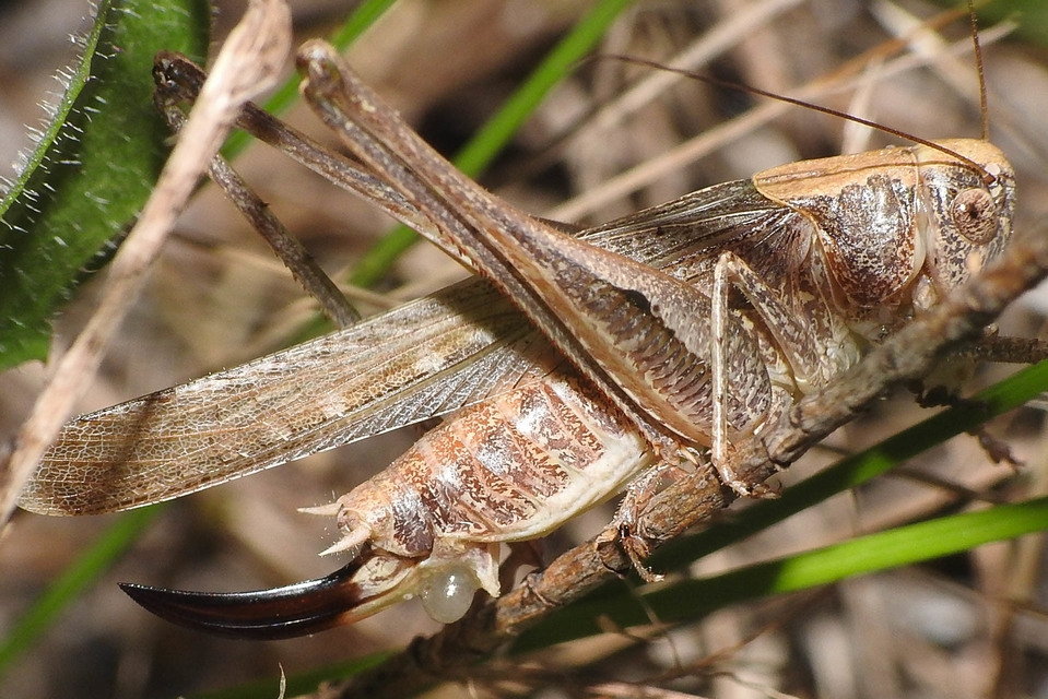 Platycleis grisea - szürke rétiszöcske