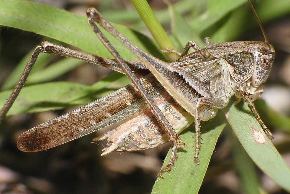 Platycleis grisea - szürke rétiszöcske