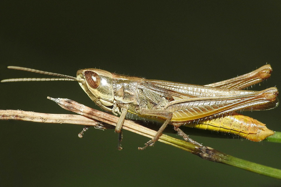 Euchorthippus pulvinatus - karcsú rétisáska