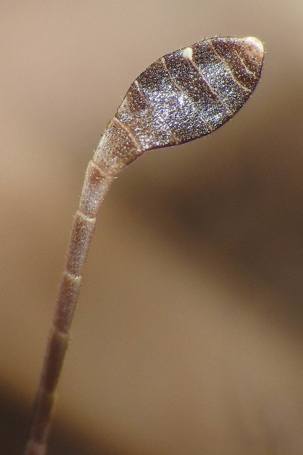 Myrmeleotettix antennatus - homoki bunkóscsápúsáska
