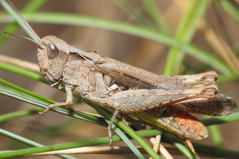 Chorthippus brunneus - közönséges tarlósáska