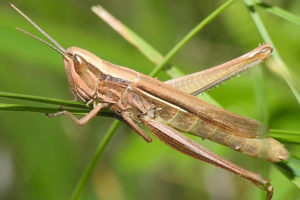 Euchorthippus pulvinatus - karcsú rétisáska