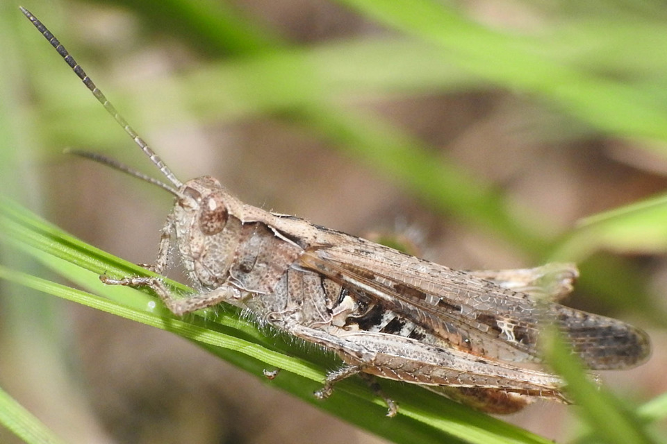 Chorthippus brunneus - közönséges tarlósáska