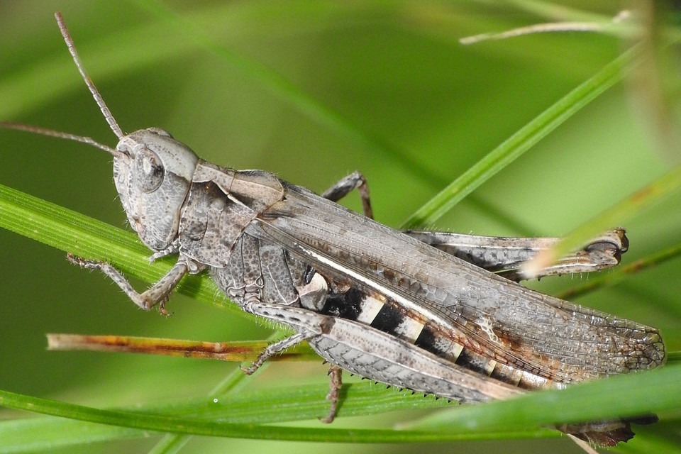 Chorthippus brunneus - közönséges tarlósáska