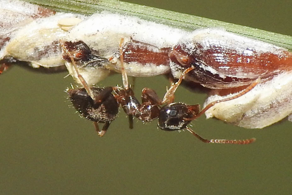 Lasius alienus - kövi feketehangya