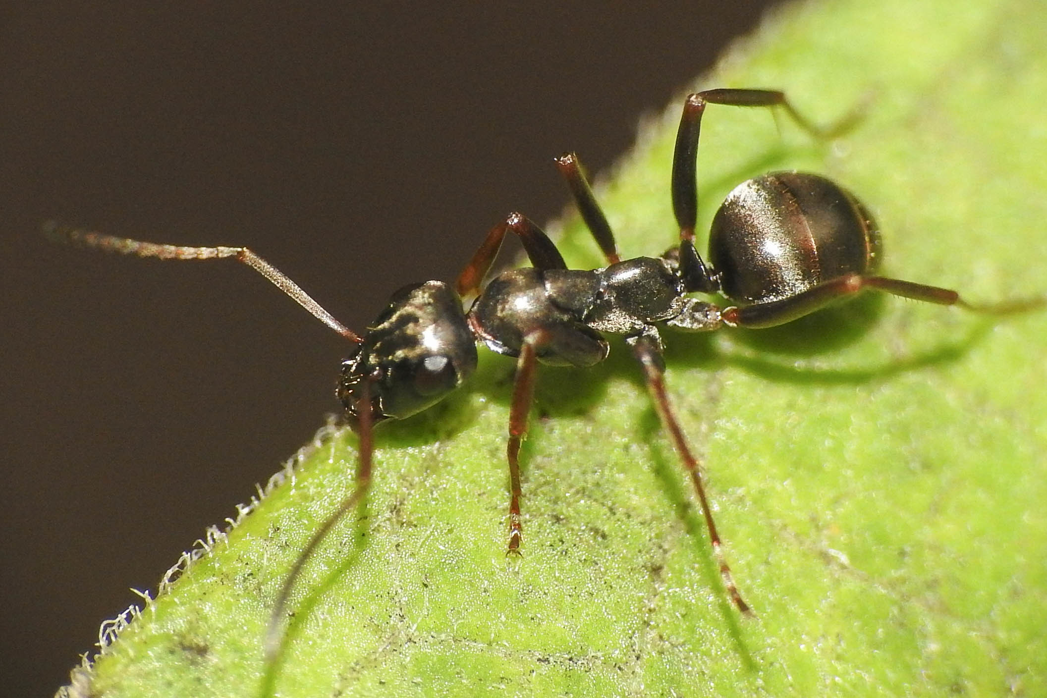 Formica fusca - kormos rabszolgahangya
