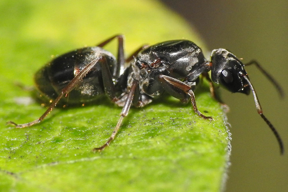 Formica fusca - kormos rabszolgahangya