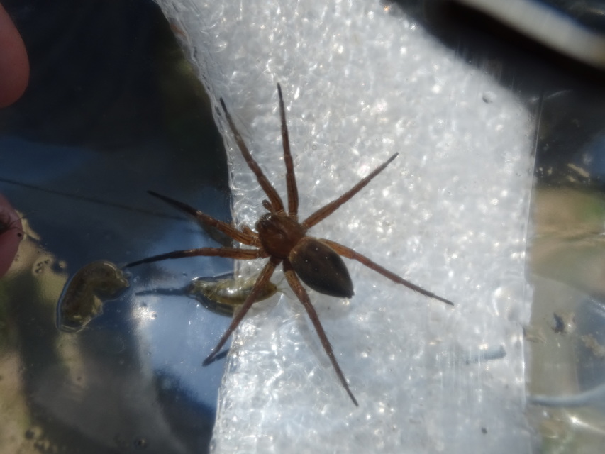 Dolomedes plantarius/fimbriatus