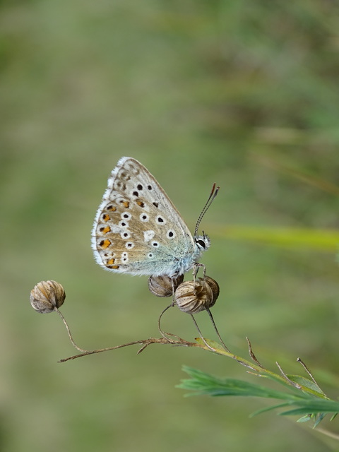Polyommatus coridon - ezüstkék boglárka