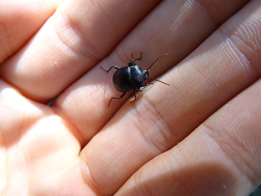 Accanthopus velikensis