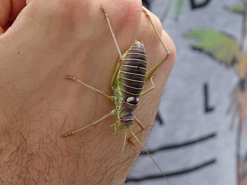 Ephippiger discoidalis