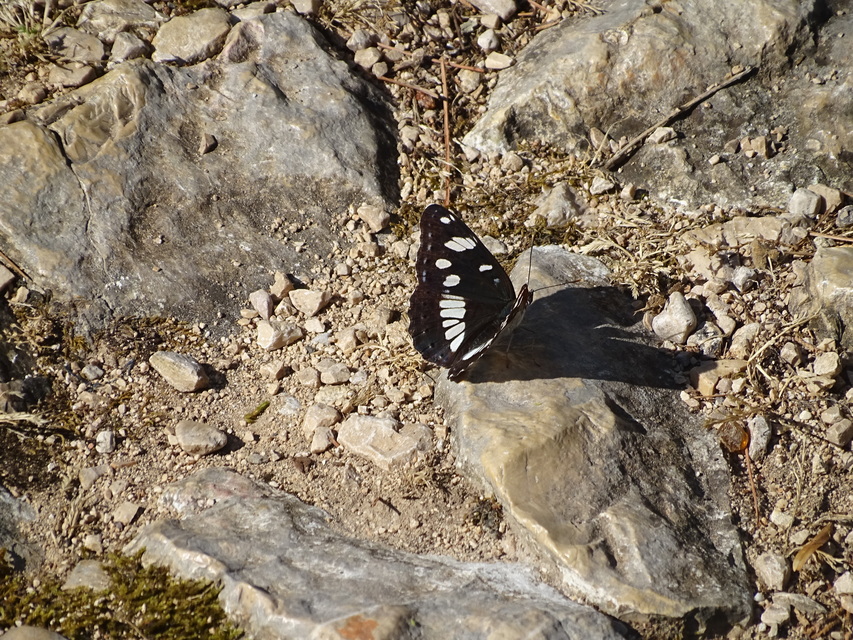Limenitis reducta - kék lonclepke