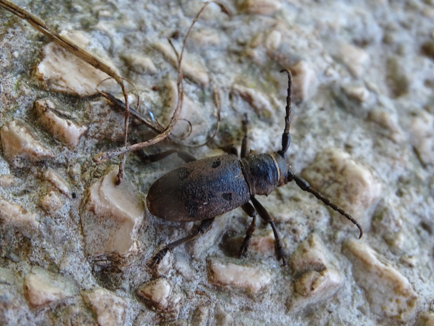 Herophila tristis - selymes alkonycincér