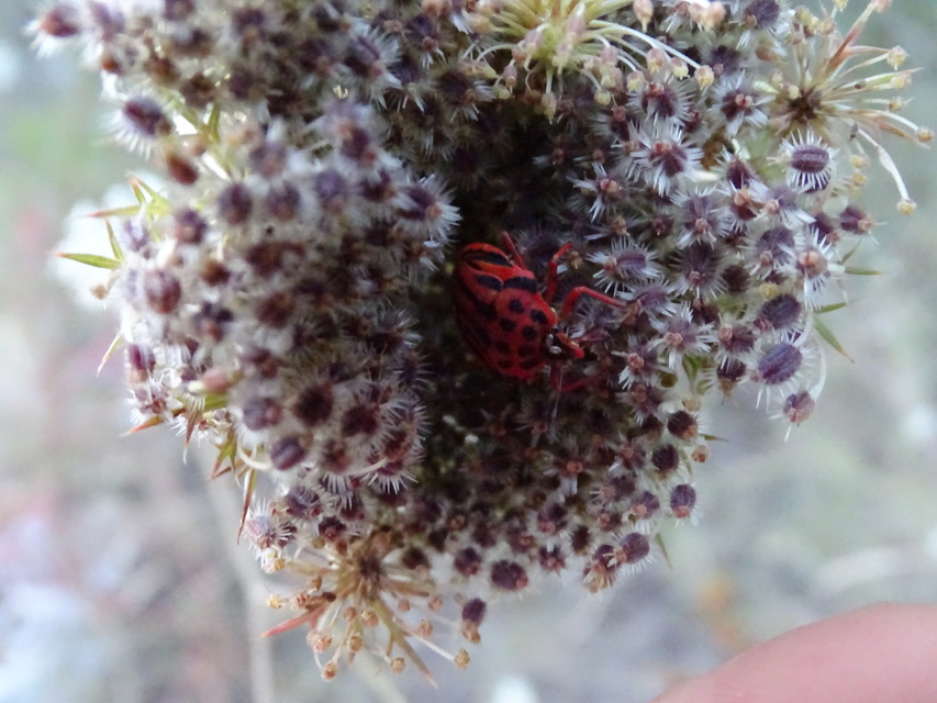 Graphosoma semipunctatum
