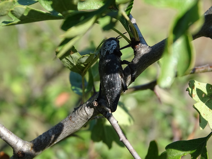 Capnodis tenebrionis - kökény-tükrösdíszbogár