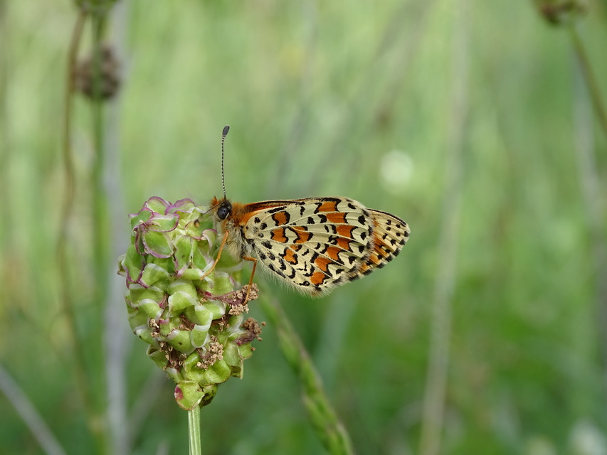 Melitaea trivia - kis tarkalepke