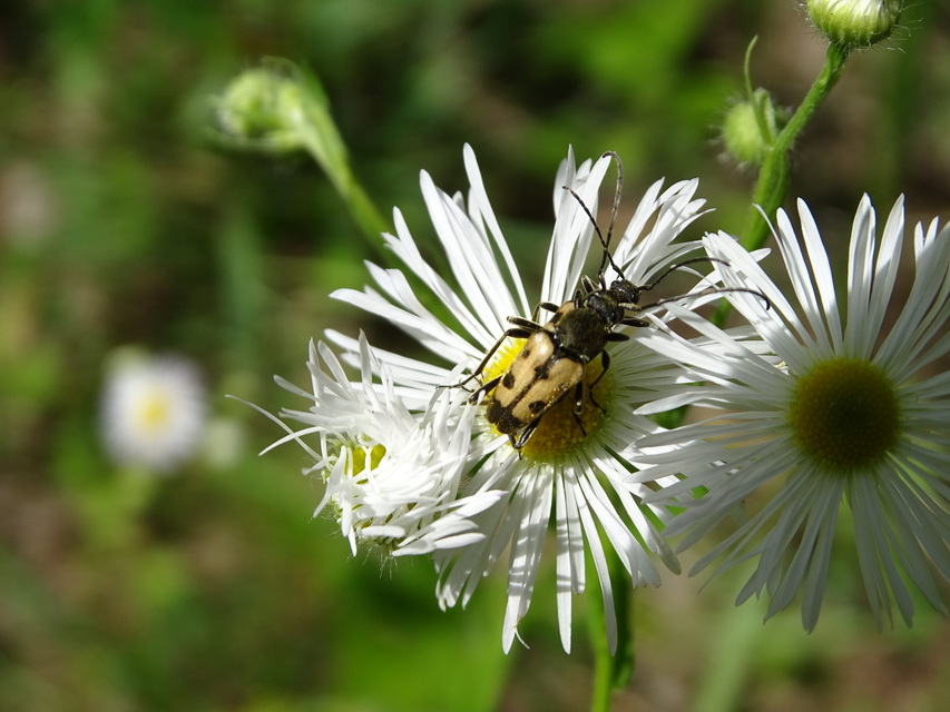 Pachytodes cerambyciformis - változékony virágcincér