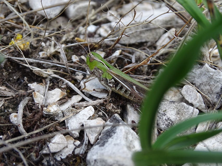 Stenobothrus lineatus - jajgató rétisáska