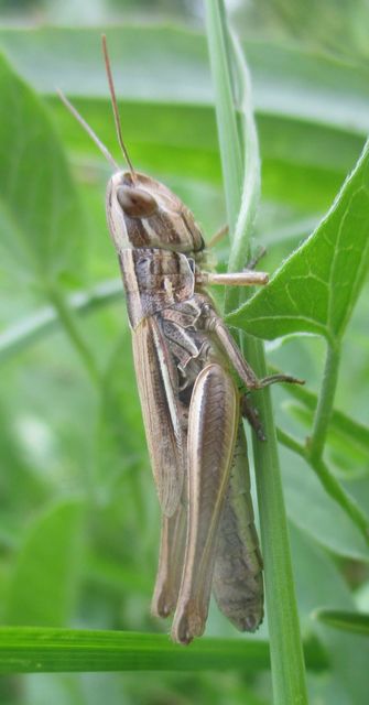 Euchorthippus declivus - rövidszárnyú rétisáska