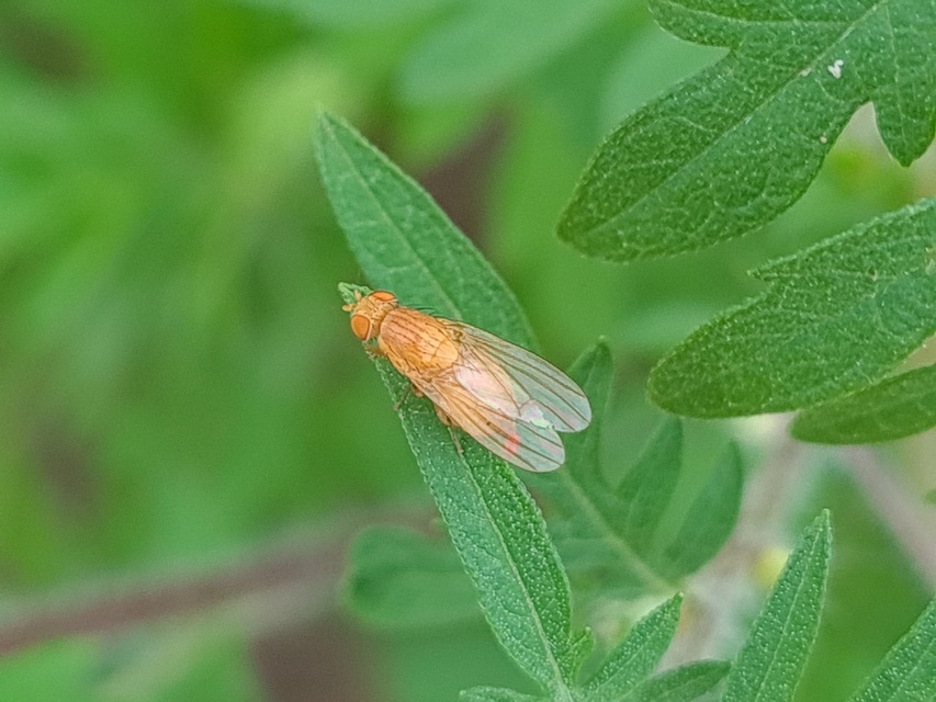 Lauxaniidae - pudvalegyek