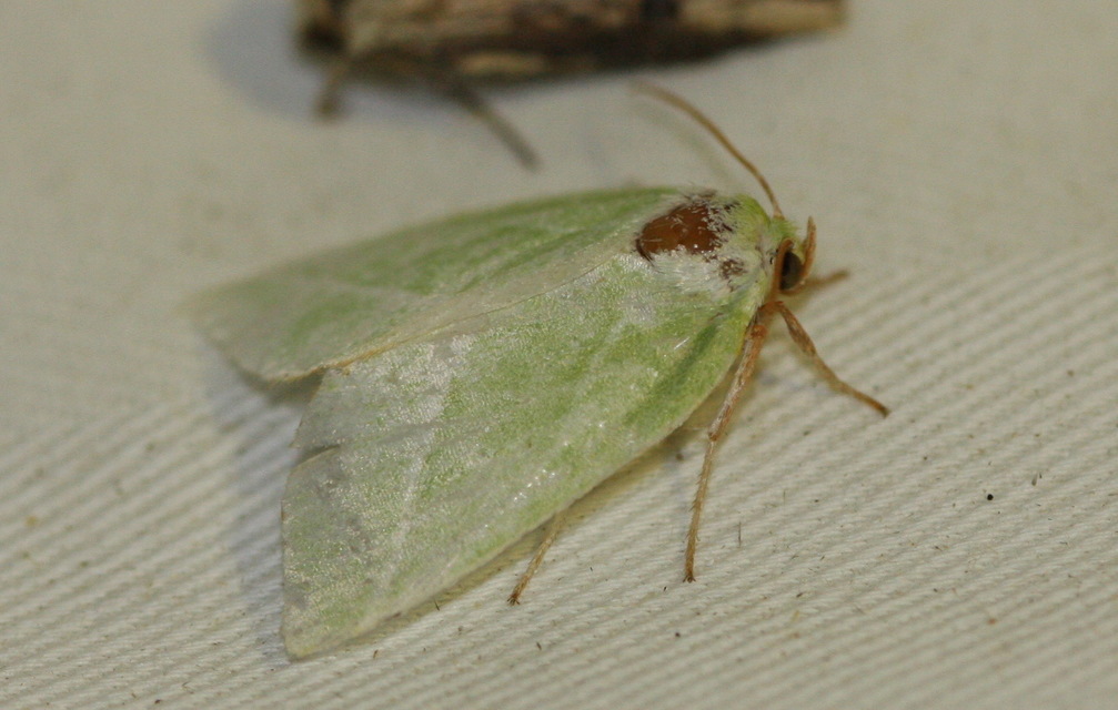 Pseudoips prasinana - bükkfa-zöldbagoly