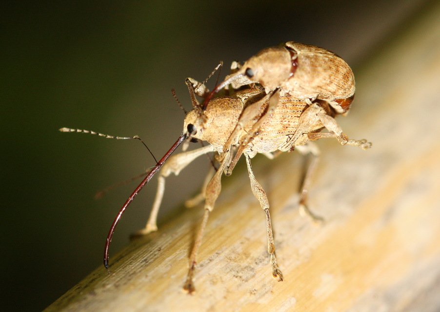 Curculio elephas - gesztenyezsuzsóka