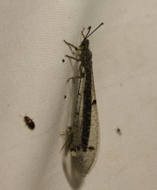 Distoleon tetragrammicus - négyfoltos hangyaleső