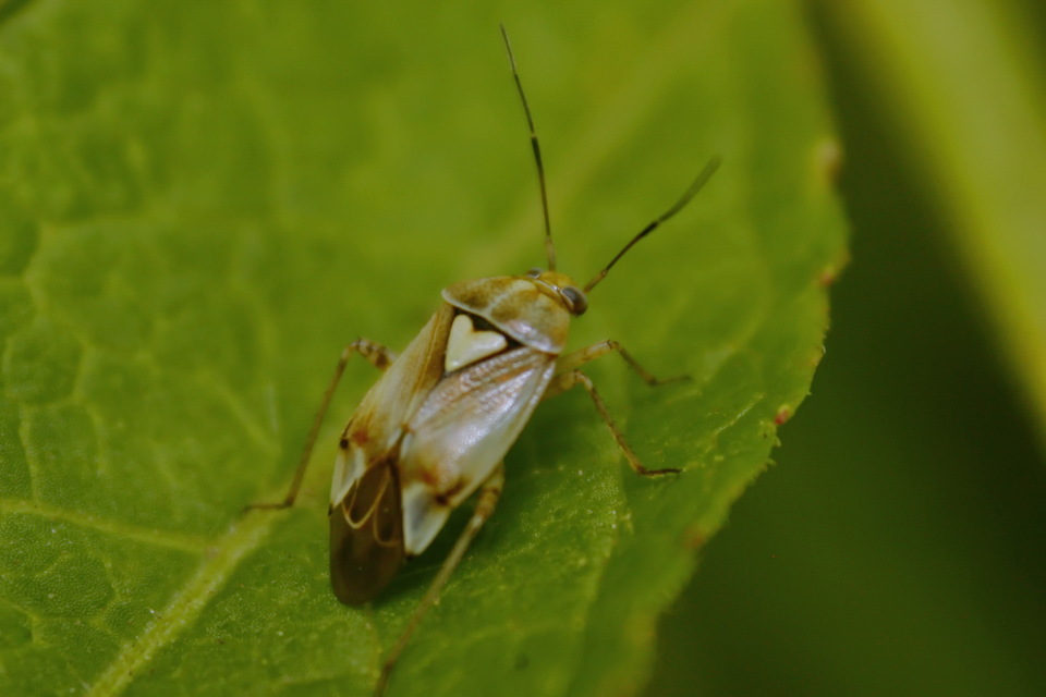 Lygus pratensis - változó mezeipoloska